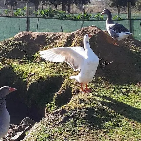 Granja Mg Rum i privatbostad