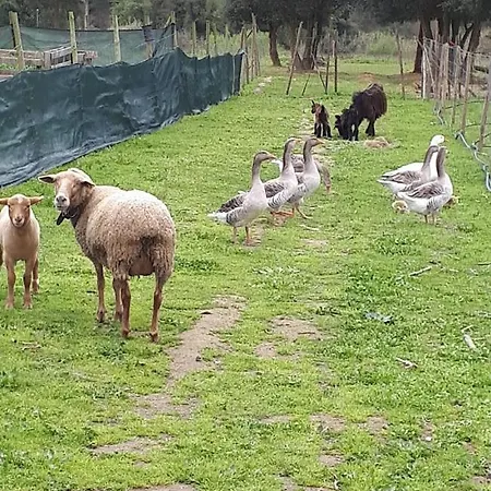 Homestay Granja Mg *