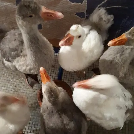 Quarto em Acomodações Particulares Granja Mg *