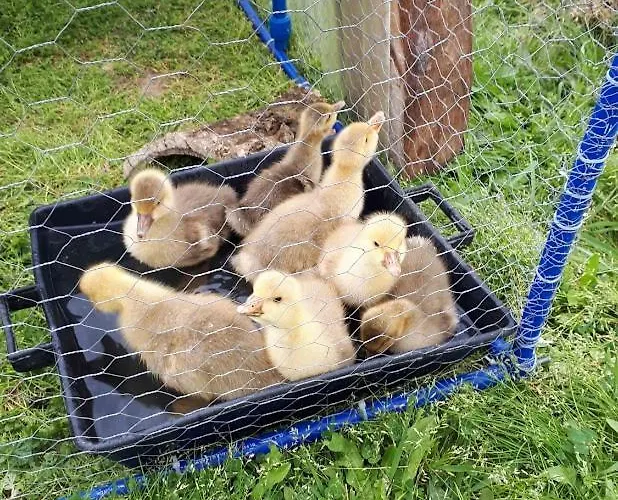 Granja Mg Alloggio in famiglia