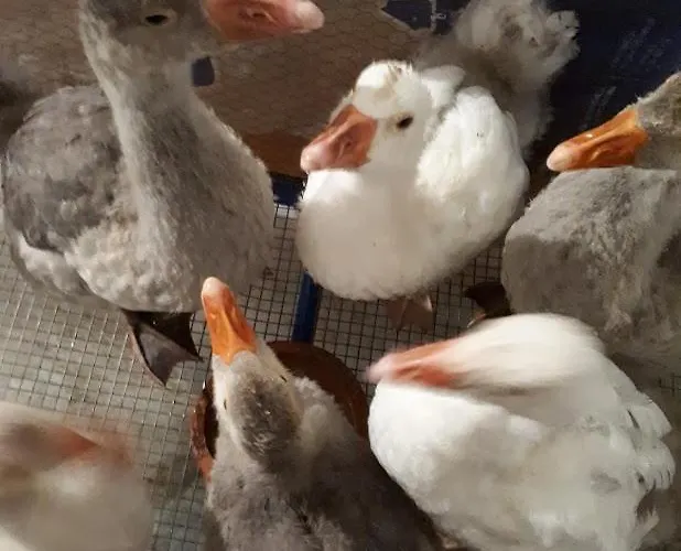 Homestay Granja Mg *