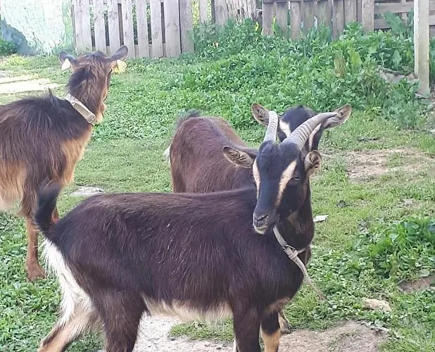 Granja Mg Alloggio in famiglia Bombarral
